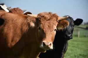 vacas marrones y negras juntas en un rebaño foto