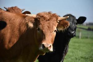 Cute Face of a Tan Cow with Small Horns photo