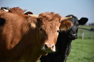 Cow Herd with a Brown and Black Cow Together photo