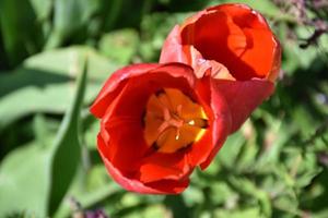 bonito par de flores de tulipán rojo floreciente foto