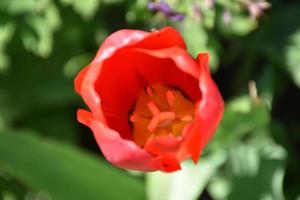 Gorgeous Red Flowering Tulip Flower Blossom in the Spring photo