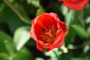 Red Tulip Flower and the Stamen Up Close photo