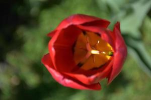 mirando directamente a la flor de tulipán rojo en flor foto