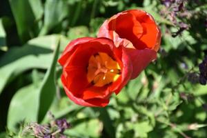 Two Flowering Red Tulip Flower Blossoms in the Spring photo