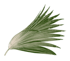 Green leaf of palm tree isolated on transparent background png file