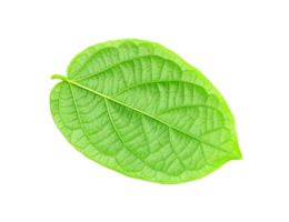 green leaf isolated on transparent background png file
