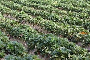 Strawberry Field or Strawberry photo