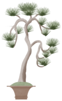 bonsaï arbre plante en pot aquarelle peinture illustration collection isolée. japonais ancien arbre spirituel zen