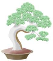 bonsaï blanc plante en pot aquarelle peinture illustration collection isolée. japonais ancien arbre spirituel zen png