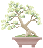 Bonsai Tree potted plant watercolor painting illustration  isolated collection. Japanese anicent tree spiritual zen png