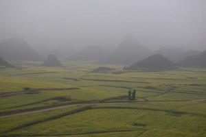 campo de flores de colza amarilla con la niebla en luoping, china foto