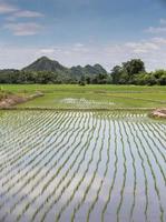 Rice fields, began to grow in the countryside photo