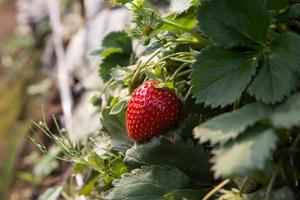 Strawberry Field or Strawberry photo