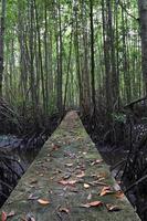 camino de madera entre el bosque de manglares, foto