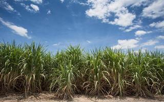 paisaje de plantaciones de caña de azúcar foto