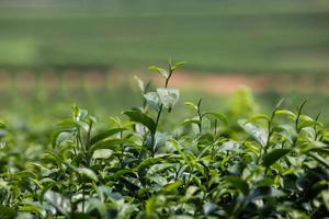 paisaje de plantaciones de té foto