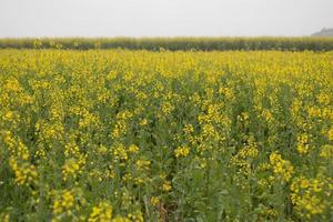 Yellow rapeseed flower field with the mist in Luoping, China photo