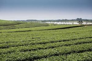 green tea plantations in mountain photo