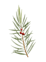 ramo de pintura à mão em aquarela de zimbro com bagas vermelhas isoladas em branco, elemento da natureza para feliz natal ou ano novo cartão png