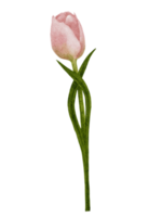 tulipani rosa pittura ad acquerello, illustrazione pittura a mano digitale bouquet di fiori primaverili per la festa della mamma, San Valentino, biglietto di auguri per la festa della donna o sfondo per le vacanze estive png