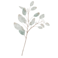 aquarel groene eucalyptus ronde bladeren op takken. illustratie digitale hand schilderij zilveren dollar geïsoleerd, elementen ontwerp voor textiel en wenskaarten png