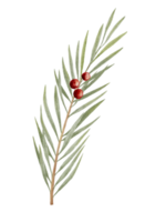 akvarell handmåla gren av enbär med röda bär isolerade på vitt, naturelement för god jul eller nytt år gratulationskort png