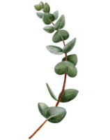 aquarela pintada à mão forma redonda de eucalipto em galhos. ilustração verde natural deixa elementos isolados, design para têxteis, cartão e plano de fundo png