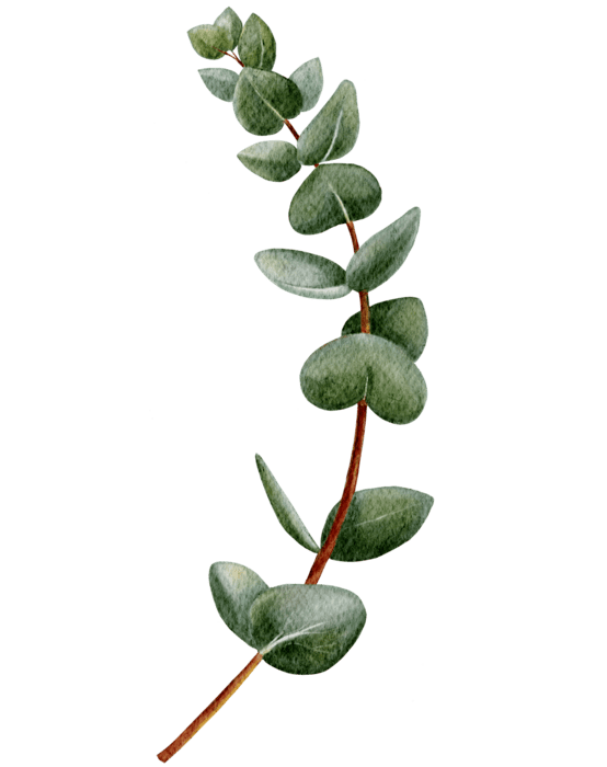 Eucalyptus PNGs for Free Download