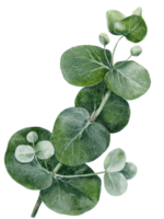 forma rotonda di eucalipto dipinto a mano ad acquerello su rami. illustrazione elementi di foglie verdi naturali isolati, design per tessile, carta e sfondo png