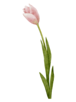 tulipani rosa pittura ad acquerello, illustrazione pittura a mano digitale bouquet di fiori primaverili per la festa della mamma, San Valentino, biglietto di auguri per la festa della donna o sfondo per le vacanze estive png