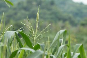 growing up of green corn field photo