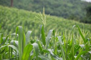 Green field of corn growing up photo