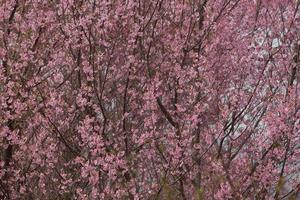 Wild Himalayan Cherry at Thailand photo