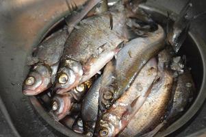 Cleaning river fish after fishing from scales photo