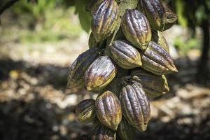 Cacao tree with cacao pods in a organic farm. photo