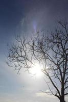 sol detrás del árbol foto