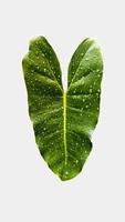 una hoja verde con gota de agua aislada sobre fondo blanco foto