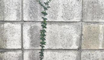 el antiguo muro de cemento con fondo de hiedra foto