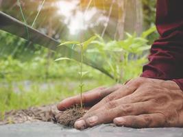 primer plano de la mano agricultor sostiene una plántula de árbol en la mano para plantar en el huerto. brote de plantas de semillero en el suelo. concepto agricultura agricultura foto