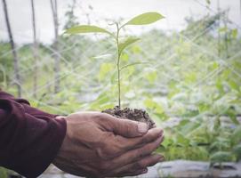 A male farmer holds a tree seedling in his hand to plant in the vegetable plot. Seedling plant sprout in soil. Concept agriculture farming photo