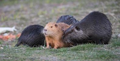 Coypu in various colors sitting in the garden photo