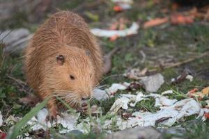 Coypu looking for food in a natural setting photo