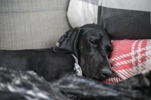 un lindo perro durmiendo en la cama foto