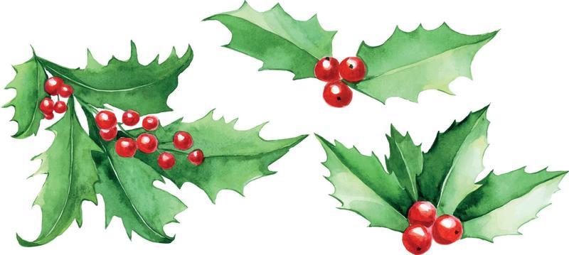 Christmas Holly Berry Vector Art, Icons, and Graphics for Free Download