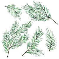 watercolor drawing, set with spruce branches, Christmas trees. decoration for the new year, christmas. isolated on white background, clipart vector