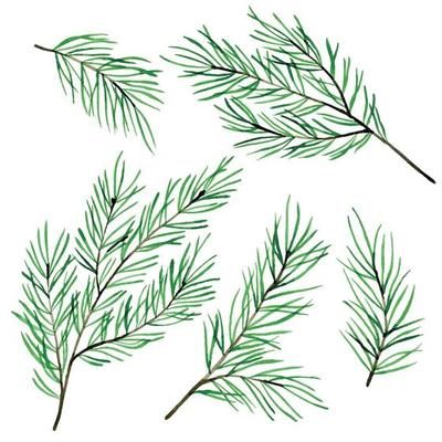 watercolor drawing, set with spruce branches, Christmas trees. decoration for the new year, christmas. isolated on white background, clipart