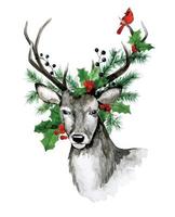 watercolor drawing, christmas card. Deer with spruce branches and holly leaves on the antlers. bouquets of christmas plants and red cardinal bird. vector