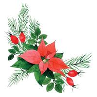 dibujo de acuarela. composición navideña, ramo con poinsettia, hojas y bayas de rosa mosqueta, ramas de abeto. decoración vintage para el nuevo año, navidad. vector