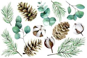 watercolor christmas, winter set. cotton flowers, eucalyptus leaves, fir branches and cones isolated on white background. vintage collection for the new year vector