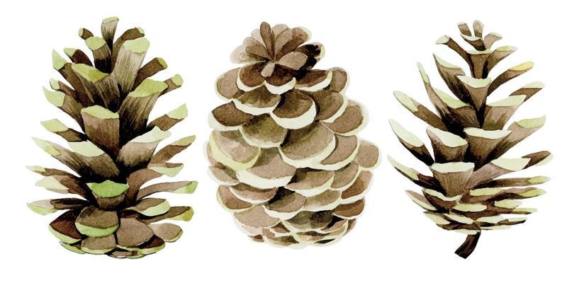 watercolor drawing, set with pine cones. decoration for new year, christmas isolated on white background realistic pine cones.